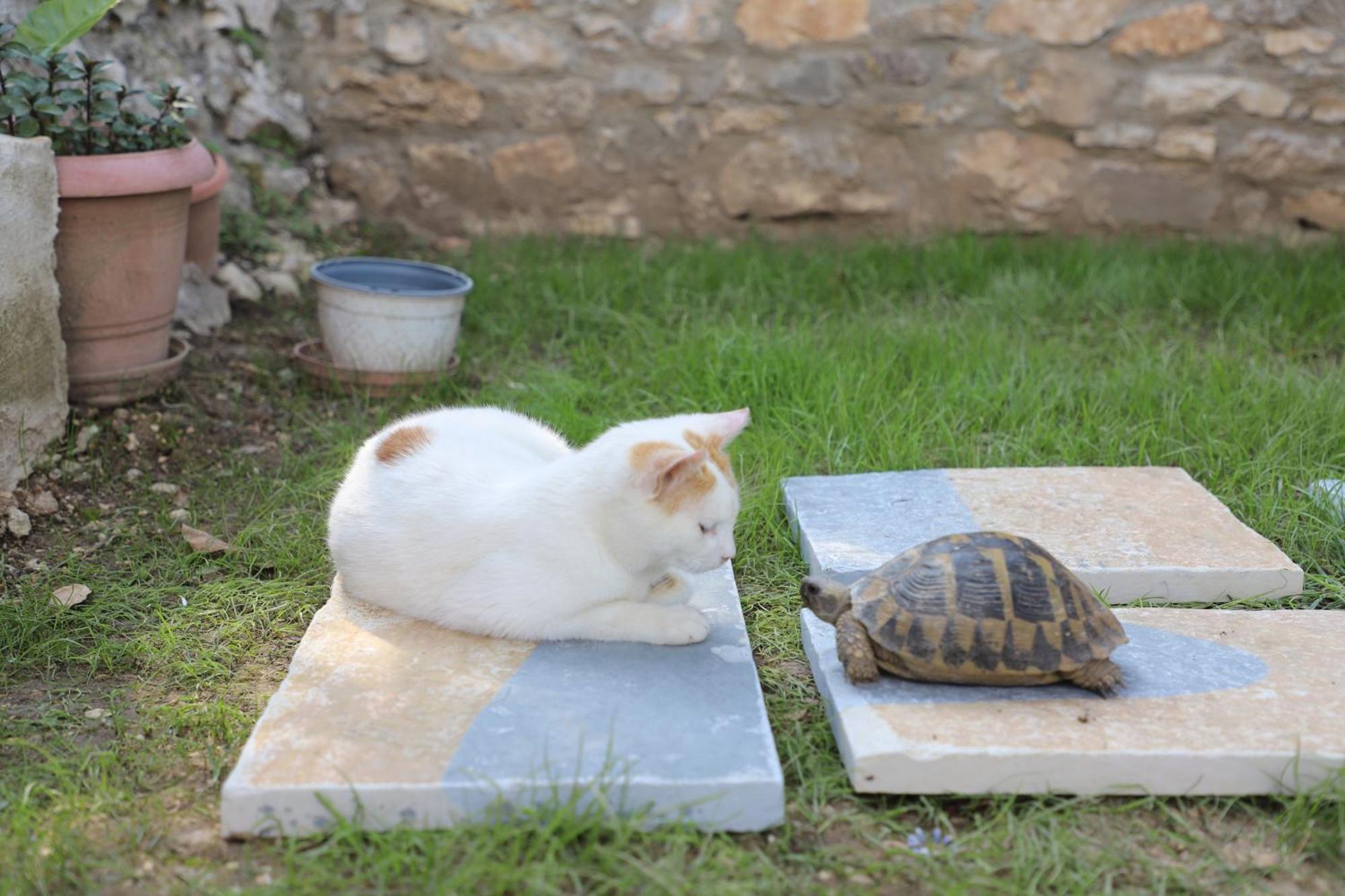 Guest House Lion بيرات المظهر الخارجي الصورة